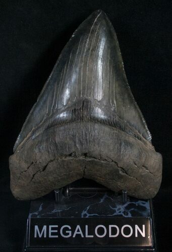 Gorgeously Serrated Megalodon Tooth #8369